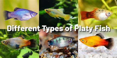 platy fish types|Platy Agression .